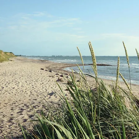 Seeschwalbe